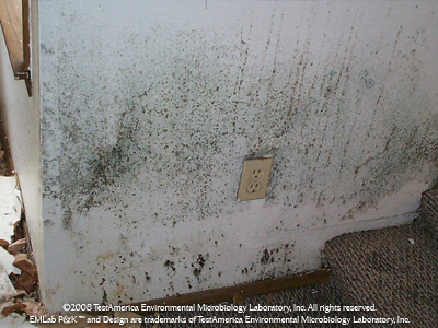 Mold Inspection Services we offer in Kauai